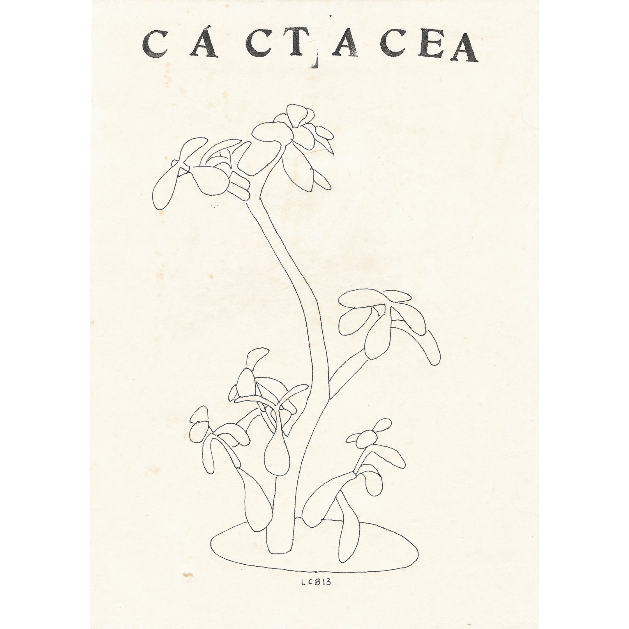 Cactacea